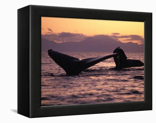 Humpback Whale at Sunset, Inside Passage, Alaska, USA-Stuart Westmoreland-Framed Premier Image Canvas