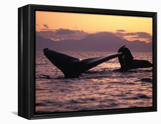 Humpback Whale at Sunset, Inside Passage, Alaska, USA-Stuart Westmoreland-Framed Premier Image Canvas
