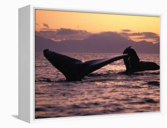 Humpback Whale at Sunset, Inside Passage, Alaska, USA-Stuart Westmoreland-Framed Premier Image Canvas