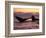 Humpback Whale at Sunset, Inside Passage, Alaska, USA-Stuart Westmoreland-Framed Photographic Print