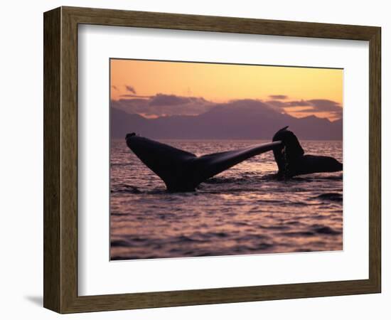 Humpback Whale at Sunset, Inside Passage, Alaska, USA-Stuart Westmoreland-Framed Photographic Print