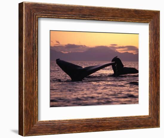 Humpback Whale at Sunset, Inside Passage, Alaska, USA-Stuart Westmoreland-Framed Photographic Print