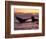 Humpback Whale at Sunset, Inside Passage, Alaska, USA-Stuart Westmoreland-Framed Photographic Print