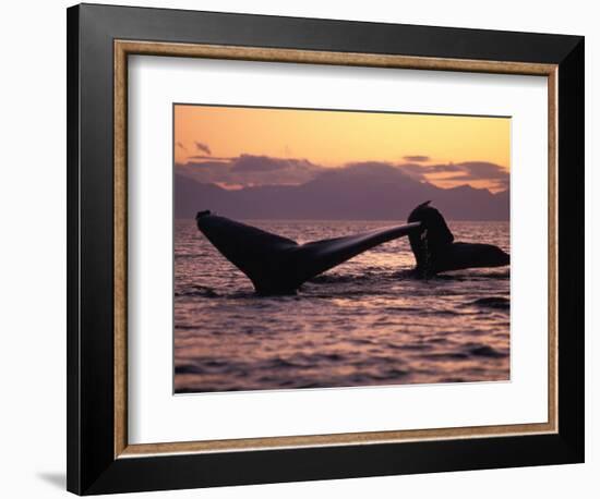 Humpback Whale at Sunset, Inside Passage, Alaska, USA-Stuart Westmoreland-Framed Photographic Print