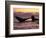 Humpback Whale at Sunset, Inside Passage, Alaska, USA-Stuart Westmoreland-Framed Photographic Print