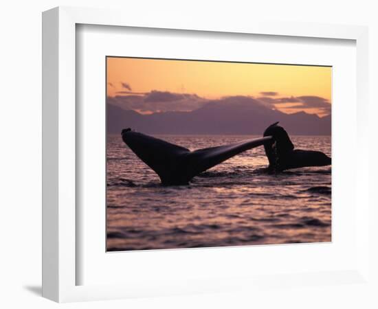 Humpback Whale at Sunset, Inside Passage, Alaska, USA-Stuart Westmoreland-Framed Photographic Print