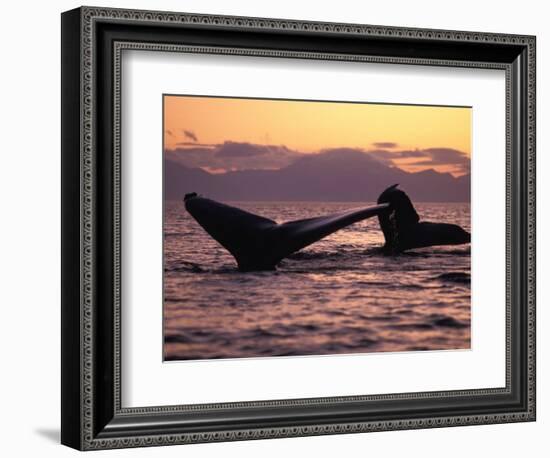 Humpback Whale at Sunset, Inside Passage, Alaska, USA-Stuart Westmoreland-Framed Photographic Print