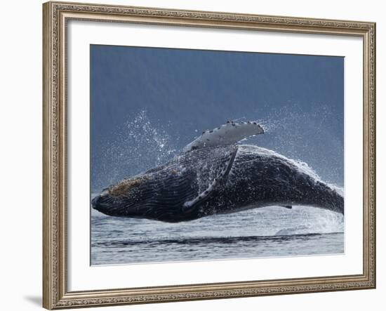 Humpback Whale Breaching, Chatham Strait, Angoon, Tongass National Forest, Alaska, Usa-Paul Souders-Framed Photographic Print