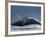 Humpback Whale Breaching, Chatham Strait, Angoon, Tongass National Forest, Alaska, Usa-Paul Souders-Framed Photographic Print