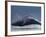 Humpback Whale Breaching, Chatham Strait, Angoon, Tongass National Forest, Alaska, Usa-Paul Souders-Framed Photographic Print