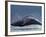 Humpback Whale Breaching, Chatham Strait, Angoon, Tongass National Forest, Alaska, Usa-Paul Souders-Framed Photographic Print