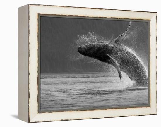 Humpback Whale Breaching, Chatham Strait, Angoon, Tongass National Forest, Alaska, Usa-Paul Souders-Framed Premier Image Canvas