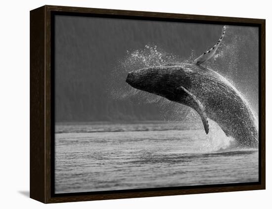 Humpback Whale Breaching, Chatham Strait, Angoon, Tongass National Forest, Alaska, Usa-Paul Souders-Framed Premier Image Canvas