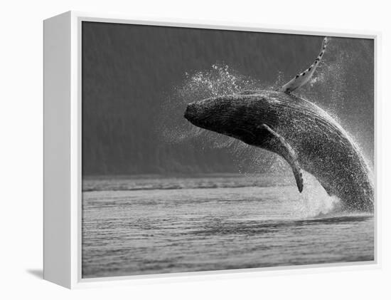 Humpback Whale Breaching, Chatham Strait, Angoon, Tongass National Forest, Alaska, Usa-Paul Souders-Framed Premier Image Canvas