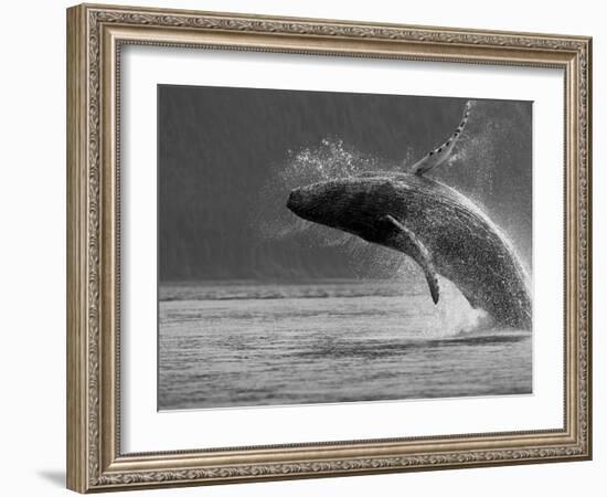 Humpback Whale Breaching, Chatham Strait, Angoon, Tongass National Forest, Alaska, Usa-Paul Souders-Framed Photographic Print