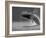 Humpback Whale Breaching, Chatham Strait, Angoon, Tongass National Forest, Alaska, Usa-Paul Souders-Framed Photographic Print