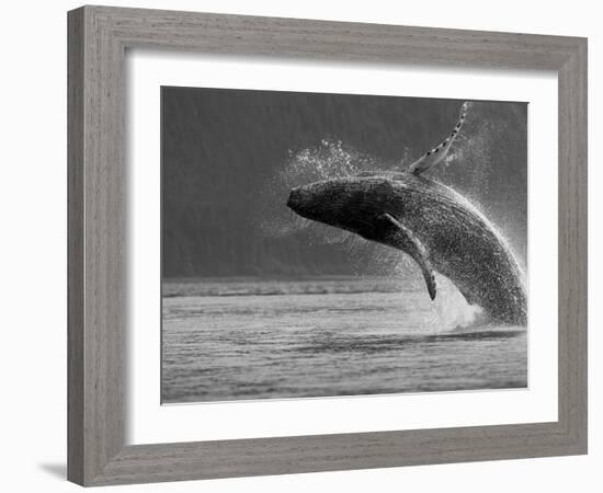 Humpback Whale Breaching, Chatham Strait, Angoon, Tongass National Forest, Alaska, Usa-Paul Souders-Framed Photographic Print