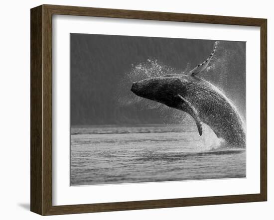 Humpback Whale Breaching, Chatham Strait, Angoon, Tongass National Forest, Alaska, Usa-Paul Souders-Framed Photographic Print