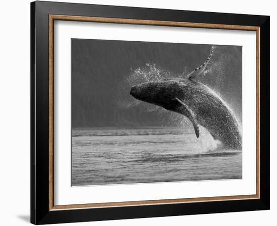 Humpback Whale Breaching, Chatham Strait, Angoon, Tongass National Forest, Alaska, Usa-Paul Souders-Framed Photographic Print