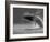 Humpback Whale Breaching, Chatham Strait, Angoon, Tongass National Forest, Alaska, Usa-Paul Souders-Framed Photographic Print