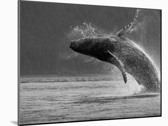 Humpback Whale Breaching, Chatham Strait, Angoon, Tongass National Forest, Alaska, Usa-Paul Souders-Mounted Photographic Print