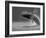 Humpback Whale Breaching, Chatham Strait, Angoon, Tongass National Forest, Alaska, Usa-Paul Souders-Framed Photographic Print