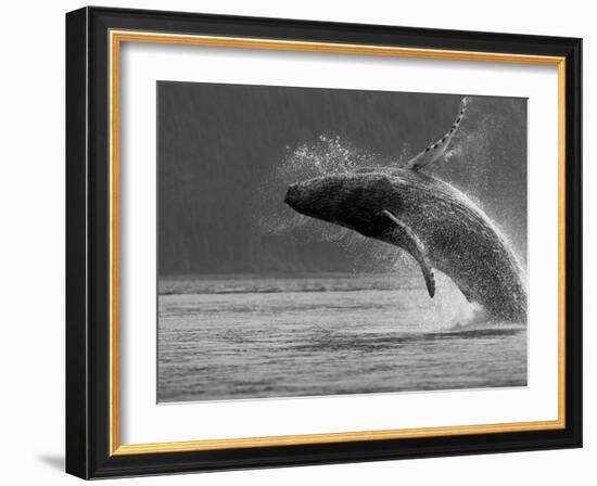 Humpback Whale Breaching, Chatham Strait, Angoon, Tongass National Forest, Alaska, Usa-Paul Souders-Framed Photographic Print