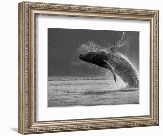 Humpback Whale Breaching, Chatham Strait, Angoon, Tongass National Forest, Alaska, Usa-Paul Souders-Framed Photographic Print