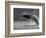 Humpback Whale Breaching, Chatham Strait, Angoon, Tongass National Forest, Alaska, Usa-Paul Souders-Framed Photographic Print