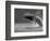 Humpback Whale Breaching, Chatham Strait, Angoon, Tongass National Forest, Alaska, Usa-Paul Souders-Framed Photographic Print