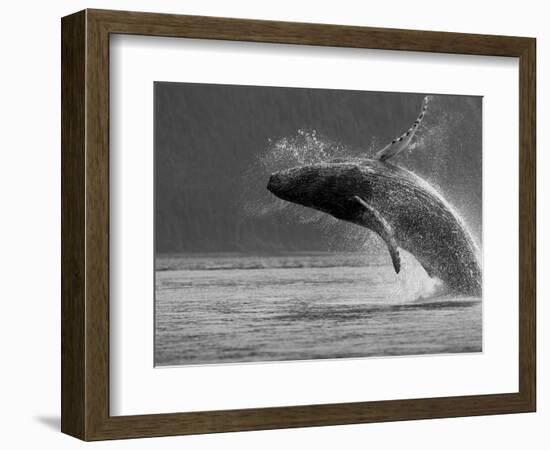 Humpback Whale Breaching, Chatham Strait, Angoon, Tongass National Forest, Alaska, Usa-Paul Souders-Framed Photographic Print
