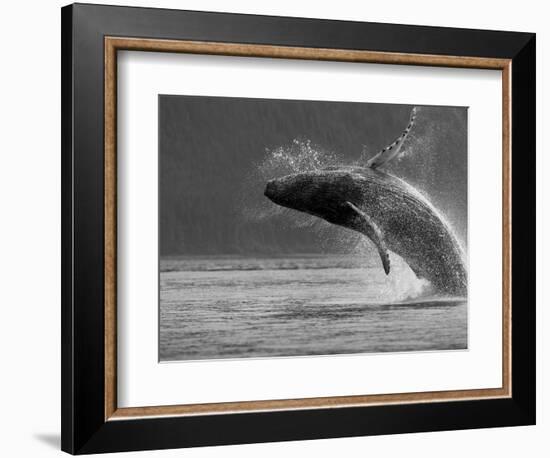 Humpback Whale Breaching, Chatham Strait, Angoon, Tongass National Forest, Alaska, Usa-Paul Souders-Framed Photographic Print