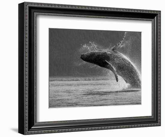 Humpback Whale Breaching, Chatham Strait, Angoon, Tongass National Forest, Alaska, Usa-Paul Souders-Framed Photographic Print