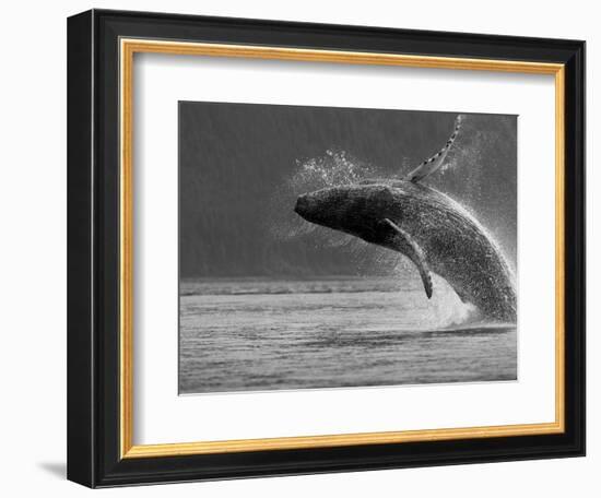 Humpback Whale Breaching, Chatham Strait, Angoon, Tongass National Forest, Alaska, Usa-Paul Souders-Framed Photographic Print