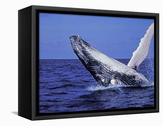 Humpback Whale Breaching, Dominican Republic, Caribbean-Amos Nachoum-Framed Premier Image Canvas