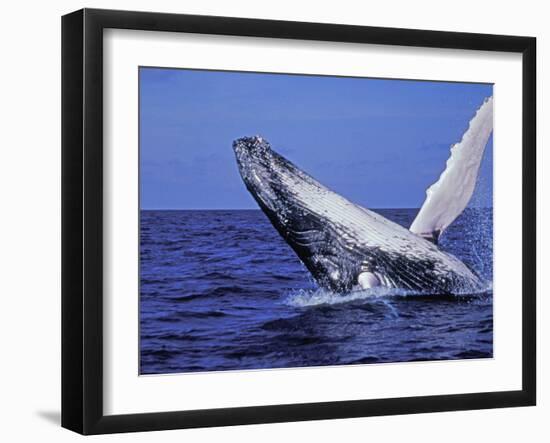 Humpback Whale Breaching, Dominican Republic, Caribbean-Amos Nachoum-Framed Photographic Print