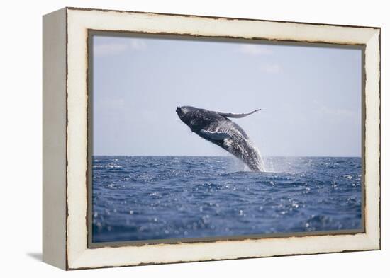 Humpback Whale Breaching from the Atlantic Ocean-DLILLC-Framed Premier Image Canvas