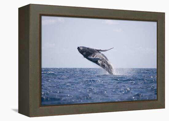 Humpback Whale Breaching from the Atlantic Ocean-DLILLC-Framed Premier Image Canvas