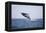 Humpback Whale Breaching from the Atlantic Ocean-DLILLC-Framed Premier Image Canvas