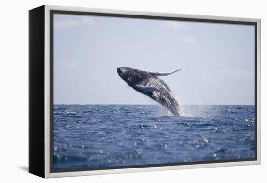 Humpback Whale Breaching from the Atlantic Ocean-DLILLC-Framed Premier Image Canvas