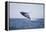 Humpback Whale Breaching from the Atlantic Ocean-DLILLC-Framed Premier Image Canvas