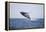 Humpback Whale Breaching from the Atlantic Ocean-DLILLC-Framed Premier Image Canvas