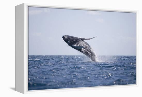 Humpback Whale Breaching from the Atlantic Ocean-DLILLC-Framed Premier Image Canvas