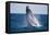 Humpback Whale Breaching from the Atlantic Ocean-DLILLC-Framed Premier Image Canvas