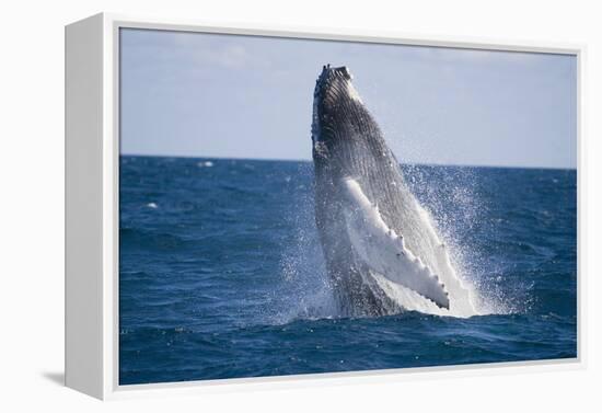 Humpback Whale Breaching from the Atlantic Ocean-DLILLC-Framed Premier Image Canvas