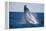 Humpback Whale Breaching from the Atlantic Ocean-DLILLC-Framed Premier Image Canvas