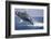 Humpback Whale Breaching from the Atlantic Ocean-DLILLC-Framed Photographic Print