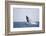 Humpback Whale Breaching from the Atlantic Ocean-DLILLC-Framed Photographic Print