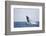 Humpback Whale Breaching from the Atlantic Ocean-DLILLC-Framed Photographic Print