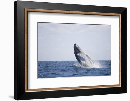 Humpback Whale Breaching from the Atlantic Ocean-DLILLC-Framed Photographic Print